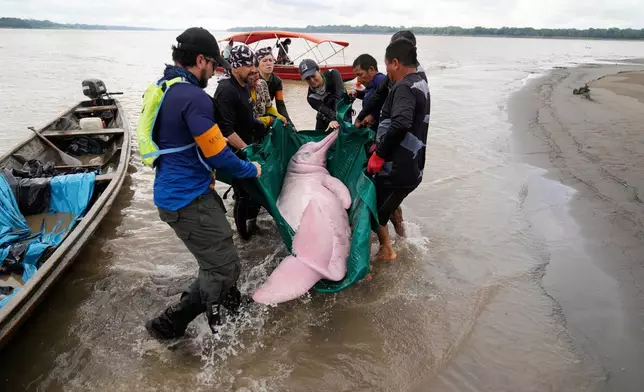 Scientists and veterinarians capture a pink river dolphin in the Amazon River for a health check in Puerto Narino, Colombia, Sept. 7, 2025. (AP Photo/Fernando Vergara, File)