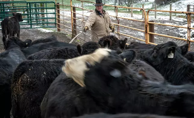 Josh Pyles sorts through a herd of calves at his farm in Henry County, Ky., Saturday, Dec. 13, 2025. (AP Photo/Michael Swensen)