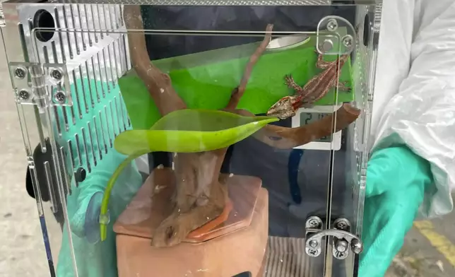 The lizard found in Wang Fuk Court