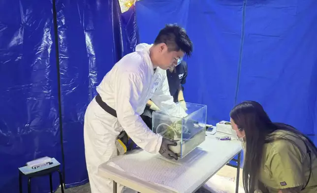 The pet fish found in Wang Fuk Court