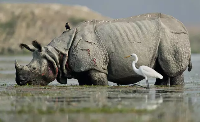 A Great Egret walks near a one-horned Rhinoceros as migratory birds arrive at a wetland in the Pobitora Wildlife Sanctuary on the outskirts of Guwahati, India, on Wednesday, Jan. 7, 2026. (AP Photo/Anupam Nath)