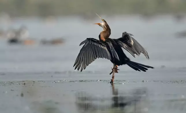 An Oriental darter dries its wings in a wetland at the Pobitora wildlife sanctuary on the outskirts of Guwahati, India, Wednesday, Jan. 7, 2026. (AP Photo/Anupam Nath)