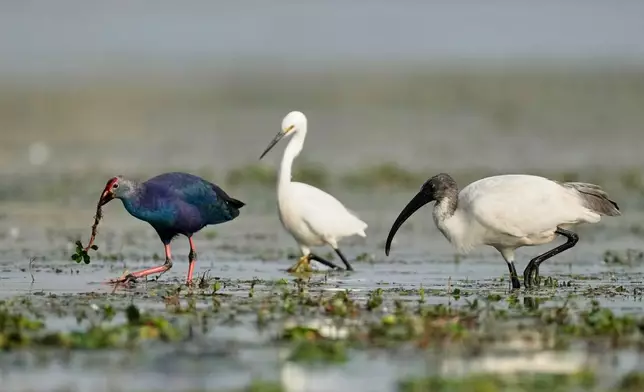 A Black-headed Ibis, right, along with a Grey-headed swamphen, left, and a Great Egret, center, search food in a wetland at the Pobitora wildlife sanctuary on the outskirts of Guwahati, India, Wednesday, Jan. 7, 2026. (AP Photo/Anupam Nath)
