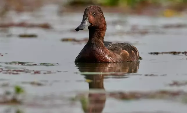 A Ferruginous duck swims in a wetland at the Pobitora wildlife sanctuary on the outskirts of Guwahati, India, Wednesday, Jan. 7, 2026. (AP Photo/Anupam Nath)