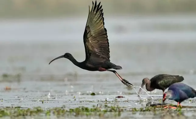 A Glossy Ibis takes off from a wetland at the Pobitora wildlife sanctuary on the outskirts of Guwahati, India, Wednesday, Jan. 7, 2026. (AP Photo/Anupam Nath)