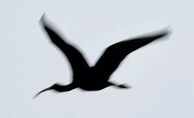 A Glossy Ibis arrives in a wetland at the Pobitora wildlife sanctuary on the outskirts of Guwahati, India, Wednesday, Jan. 7, 2026. (AP Photo/Anupam Nath)