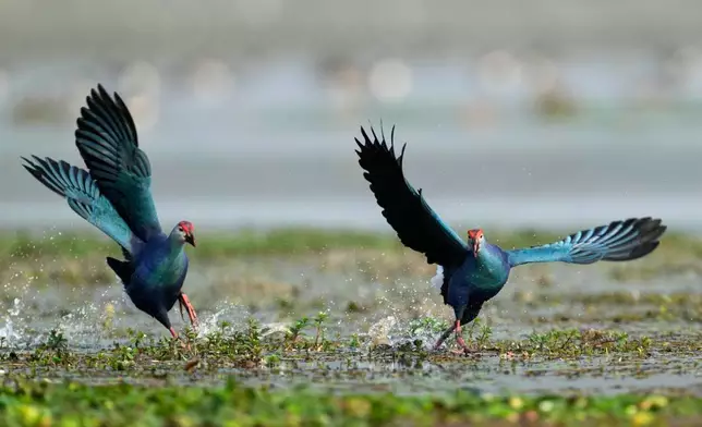 Grey-headed swamphen run in a wetland as migratory birds arrive in Pobitora wildlife sanctuary on the outskirts of Guwahati, India, Wednesday, Jan. 7, 2026. (AP Photo/Anupam Nath)