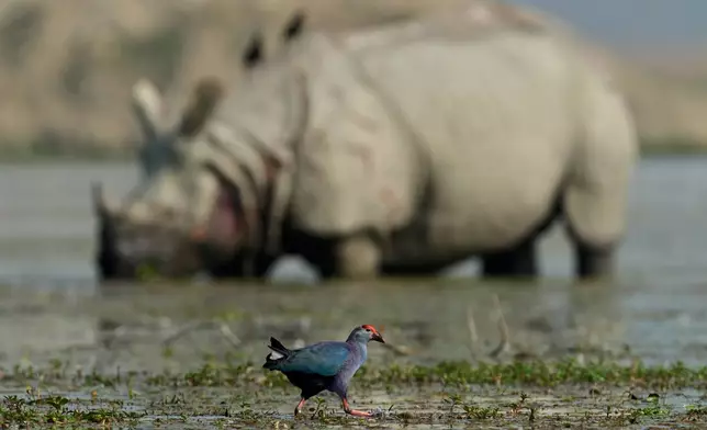 A Grey-headed swamphen searches for food as an one horned Rhinoceros grazes in a wetland as migratory birds arrive at the Pobitora wildlife sanctuary on the outskirts of Guwahati, India, Wednesday, Jan. 7, 2026. (AP Photo/Anupam Nath)