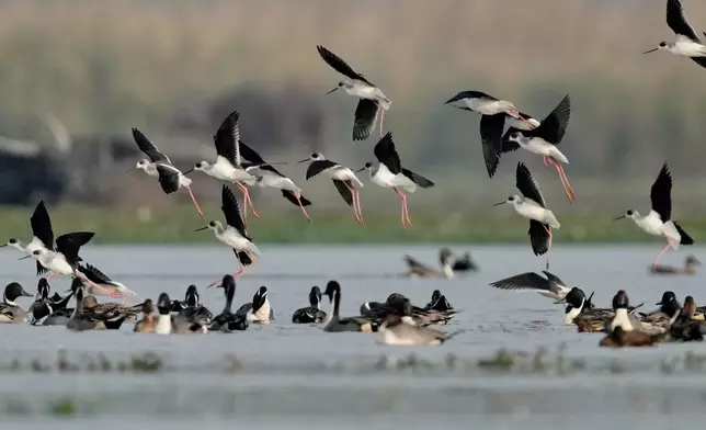 Black winged stilt arrive as migratory birds swim at a wetland in Pobitora wildlife sanctuary on the outskirts of Guwahati, India, Wednesday, Jan. 7, 2026. (AP Photo/Anupam Nath)