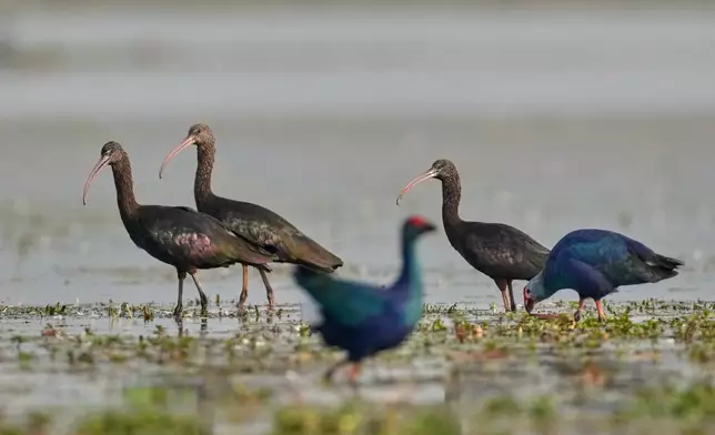 Glossy Ibis and Grey-headed swamphen look for fish in a wetland as migratory birds arrive at the Pobitora wildlife sanctuary on the outskirts of Guwahati, India, Wednesday, Jan. 7, 2026. (AP Photo/Anupam Nath)