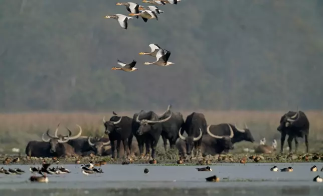 Bar headed geese fly as migratory birds swim near Asiatic wild buffalos at a wetland in Pobitora wildlife sanctuary on the outskirts of Guwahati, India, Wednesday, Jan. 7, 2026. (AP Photo/Anupam Nath)