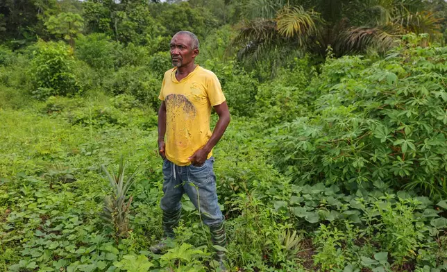 Flomo Zaza, whose farm was invaded by displaced elephants due to deforestation, stands in his backyard garden, which he relies on to feed his family in Zaza village, Liberia, July 8, 2025. "They ate everything," Zaza said. "We don't have any place to go. We are going to die if it continues." (AP Photo/Misper Apawu)