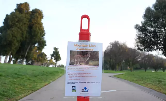 A sign warns of mountain lions in a neighborhood on Tuesday, Jan. 27, 2026, in San Francisco. (AP Photo/Andy Bao)