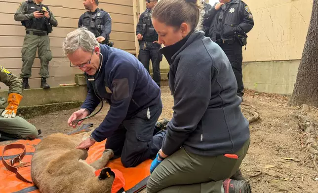 This photo provided by San Francisco Animal Care and Control shows Dr. Adrian Mutlow, left, chief veterinarian at the San Francisco Zoo, examining a mountain lion after it was tranquilized, Tuesday, Jan. 27, 2026, in San Francisco. (San Francisco Animal Care and Control via AP)