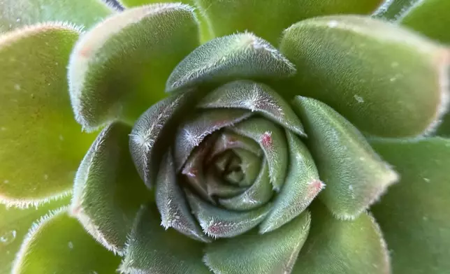 A succulent rosette is displayed in Tucson, Ariz., on Nov. 8, 2025. (Anita Snow via AP)