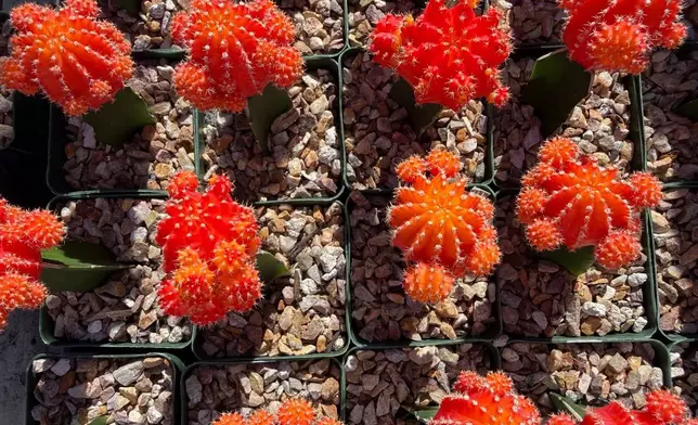 Bright orange tops of the Moon Cactus appear in Tucson, Ariz., on Nov. 8, 2025. (Anita Snow via AP)