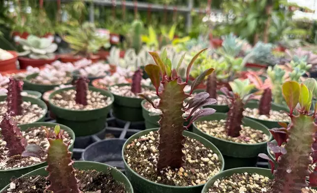 Tiny red African milk trees appear in Tucson, Ariz., on Nov. 8, 2025. (Anita Snow via AP)