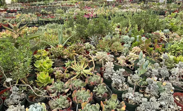 A variety of succulents are displayed at a nursery in Tucson, Ariz., on Nov. 9, 2025. (Anita Snow via AP)