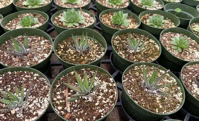 Tiny striped succulents known as zebra plants appear in Tucson, Ariz., on Nov. 9, 2025. (Anita Snow via AP)