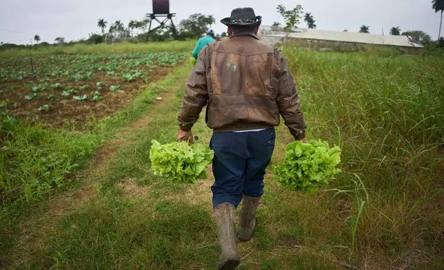 Farmer Lazaro Sanches harvests lettuce on his land in Minas, Havana province, Cuba, Wednesday, Jan. 28, 2026. (AP Photo/Ramon Espinosa)