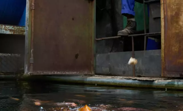 A worker on Felix Jose Morfi's property watches over a tank of fish being raised for self-consumption in Regla, Havana province, Cuba, Thursday, Jan. 29, 2026. (AP Photo/Ramon Espinosa)