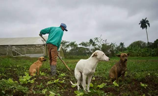 A farm worker tills the land to plant lettuce, alongside his dogs on the land of Lazaro Sanches in Minas, Havana province, Cuba, Wednesday, Jan. 28, 2026. (AP Photo/Ramon Espinosa)