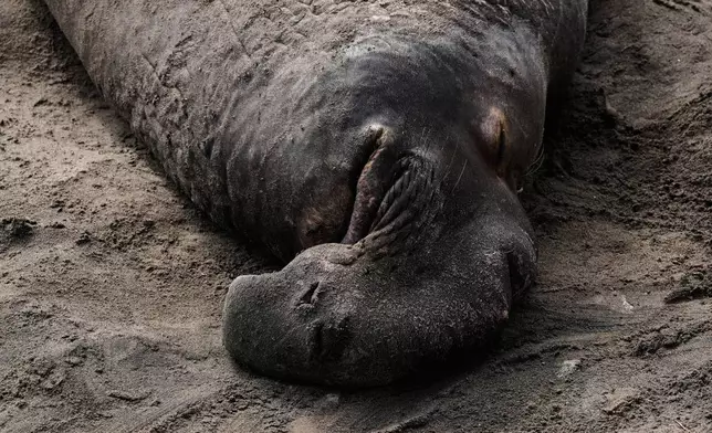 A bull elephant seal rests on a beach at Año Nuevo State Park, Friday, Jan. 16, 2026, in Pescadero, Calif. (AP Photo/Godofredo A. Vásquez)
