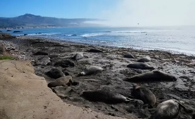 Elephant seals rest on a beach at Año Nuevo State Park, Friday, Jan. 16, 2026, in Pescadero, Calif. (AP Photo/Godofredo A. Vásquez)