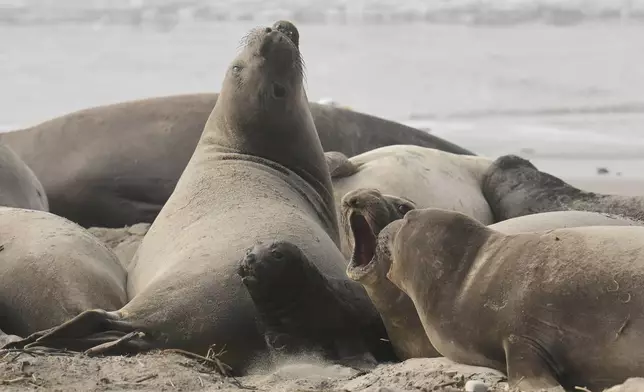An elephant seal pup, center, makes its way through female elephant seals on a beach at Año Nuevo State Park, Friday, Jan. 16, 2026, in Pescadero, Calif. (AP Photo/Godofredo A. Vásquez)