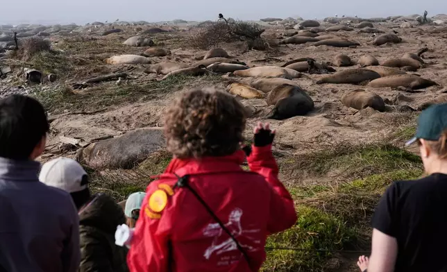 People watch as elephant seals rest on a beach at Año Nuevo State Park, Friday, Jan. 16, 2026, in Pescadero, Calif. (AP Photo/Godofredo A. Vásquez)