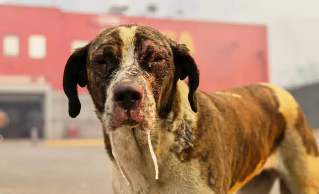 A dog burned by wildfires stands in Lirquen, Chile, Sunday, Jan. 18, 2026. (AP Photo/Javier Torres)