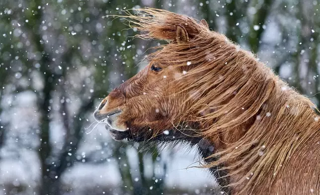 An Icelandic horse stands in the snow at a stud farm in Wehrheim near Frankfurt, Germany, Wednesday, Jan. 28, 2026. (AP Photo/Michael Probst)