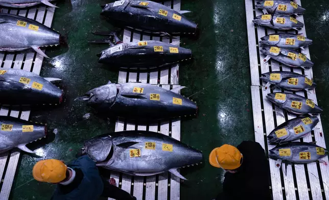 Wholesalers inspect bluefin tuna at the New Year's tuna auction at Toyosu fish market in Tokyo, Monday, Jan. 5, 2026. (AP Photo/Louise Delmotte)