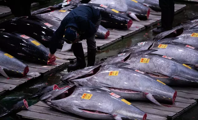Wholesalers inspect bluefin tuna at the New Year's tuna auction at Toyosu fish market in Tokyo, Monday, Jan. 5, 2026. (AP Photo/Louise Delmotte)