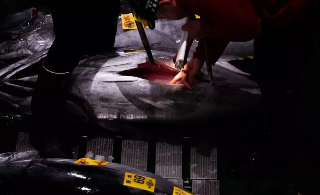 Wholesalers inspect bluefin tuna at the New Year's tuna auction at Toyosu fish market in Tokyo, Monday, Jan. 5, 2026. (AP Photo/Louise Delmotte)