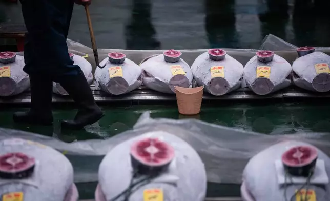 Wholesalers inspect frozen tuna at the New Year's tuna auction at Toyosu fish market in Tokyo, Monday, Jan. 5, 2026. (AP Photo/Louise Delmotte)
