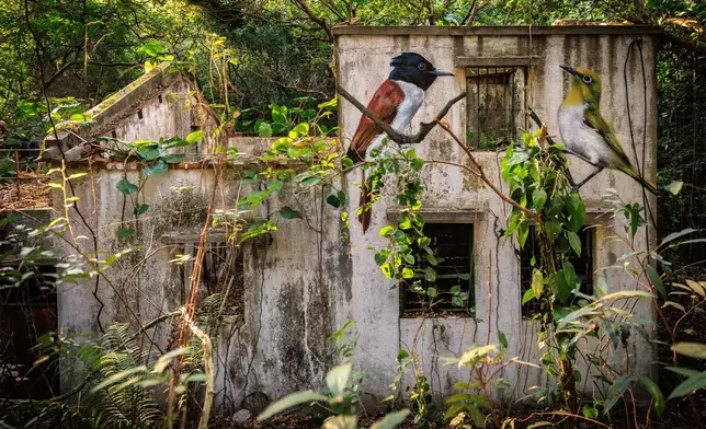 An Amur Paradise Flycatcher, left, and a Swinhoe's White-eye are seen painted on the wall of an abandoned house near Wang Tong village, Lantau, Hong Kong, Jan. 20, 2025. (AP Photo/May James)