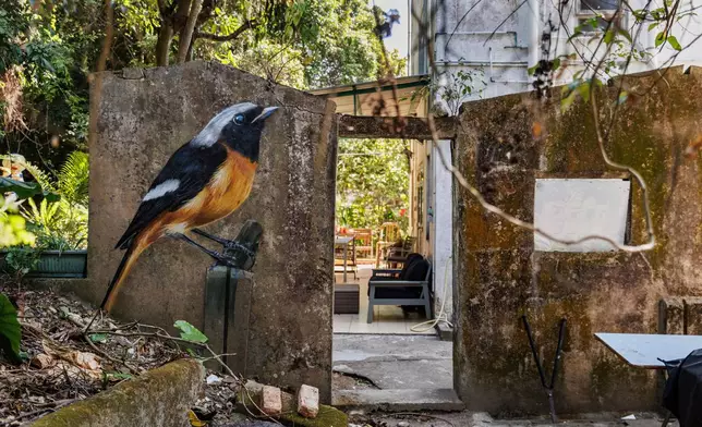 A daurian redstart is seen painted on the wall of an abandoned house in Wang Tong village, Lantau, Hong Kong on Jan 27, 2025. (AP Photo/May James)