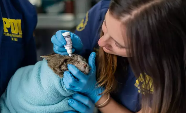 Veterinarian Angiella Scalpello tends to a cat named Lunar in a mobile veterinary clinic run by the Chilean Investigative Police in an area damaged by wildfires, in Lirquen, Chile, Tuesday, Jan. 20, 2026. (AP Photo/Javier Torres)