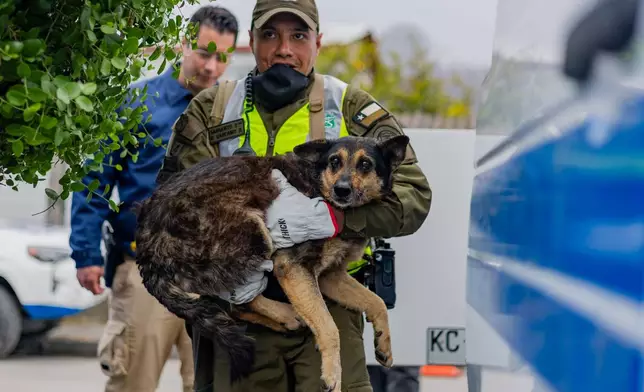 A police officer carries a dog named Negra to a mobile veterinary clinic in area damaged by wildfires in Lirquen, Chile, Tuesday, Jan. 20, 2026. (AP Photo/Javier Torres)