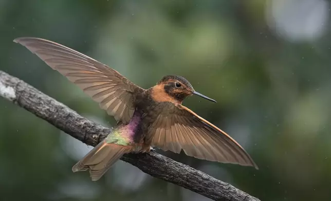 A Shining Sunbeam hummingbird spreads its wings as it perches on a branch at the Yanacocha Reserve in Nono, Ecuador, Tuesday, Jan. 20, 2026. (AP Photo/Dolores Ochoa)
