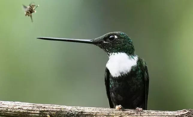 A Collared Inca hummingbird perches at the Yanacocha Reserve in Nono, Ecuador, Wednesday, Jan. 21, 2026. (AP Photo/Dolores Ochoa)