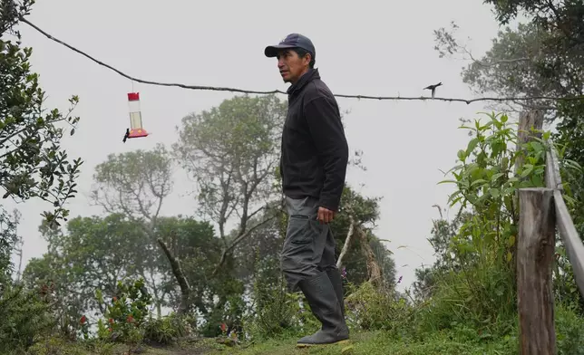 Wilson Hipo, who works at the Yanacocha Reserve, walks past hanging bird feeders in Nono, Ecuador, Wednesday, Jan. 21, 2026. (AP Photo/Dolores Ochoa)