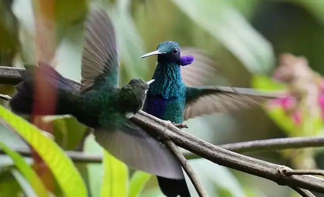 Sparkling Violetear hummingbirds flutter at the Yanacocha Reserve in Nono, Ecuador, Wednesday, Jan. 21, 2026. (AP Photo/Dolores Ochoa)