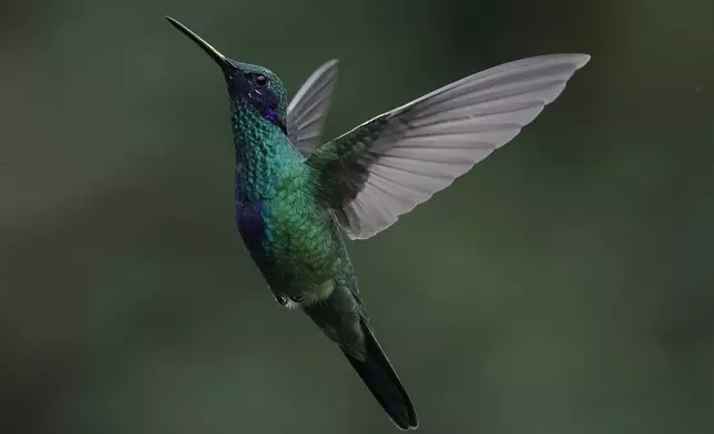 A Sparkling Violetear hummingbird hovers at the Yanacocha Reserve in Nono, Ecuador, Tuesday, Jan. 20, 2026. (AP Photo/Dolores Ochoa)
