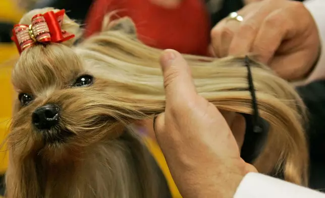 FILE - Guemart Limited Edition, a Yorkshire Terrier from Mexico City, is groomed by Jesus Guerrero backstage prior to competition in the 131st Westminster dog show Monday Feb.12, 2007 at Madison Square Garden in New York.(AP Photo/Mary Altaffer, File)