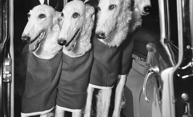 FILE - Four Russian wolfhounds arrive by limousine with chauffeur Jim Colby at the Westminster Kennel Club Dog Show at Madison Square Garden in New York, Feb. 13, 1956. (AP Photo/Jacob Harris, File)