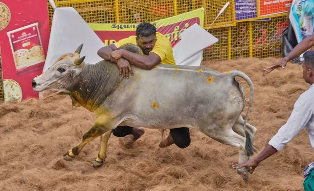 Shiv Swamy grapples with a bull during the Jallikattu bull-taming event at the annual harvest festival called Pongal in Palamedu village on the outskirts of Madurai, India, Friday, Jan. 16, 2026. (AP Photo/Mahesh Kumar A.)