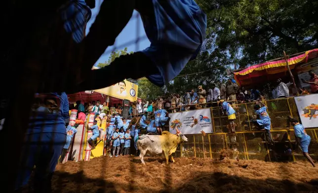 Bull tamers scramble to safety as a bull charges during the Jallikattu bull-taming event at the annual harvest festival called Pongal in Avaniyapuram village on the outskirts of Madurai, India, Thursday, Jan. 15, 2026. (AP Photo/Mahesh Kumar A.)