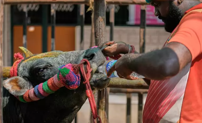 A handler gives his bull water to drink before competing in the Jallikattu bull-taming event at the annual harvest festival called Pongal in Avaniyapuram village on the outskirts of Madurai, India, Thursday, Jan. 15, 2026. (AP Photo/Mahesh Kumar A.)